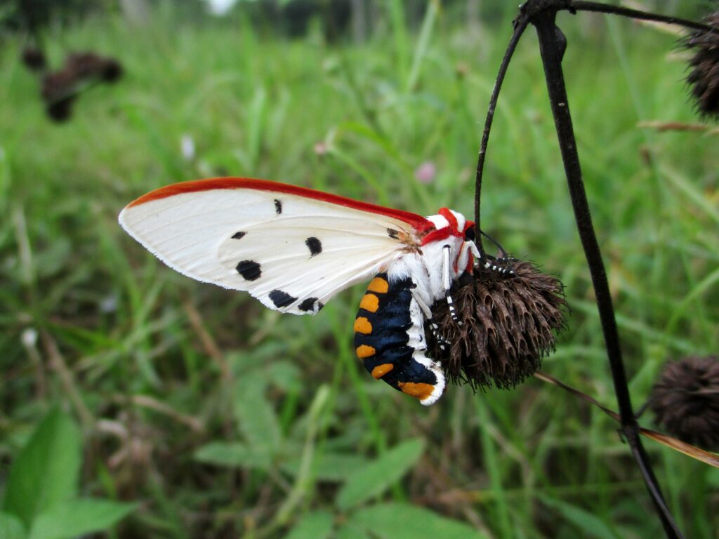 A collage of insects using unusual hunting techniques in various environments