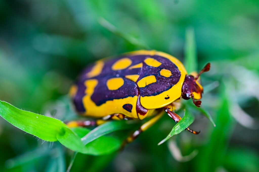 Variety of vividly colored insects including beetles, butterflies, and spiders