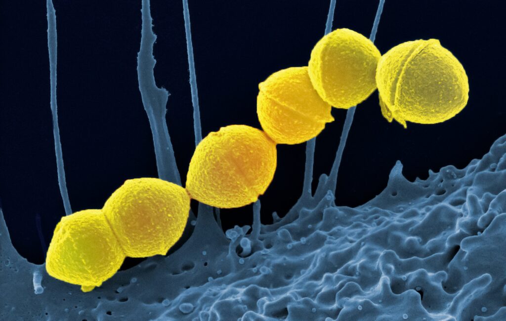Diagram showing insect microbiome with bacterial DNA integration