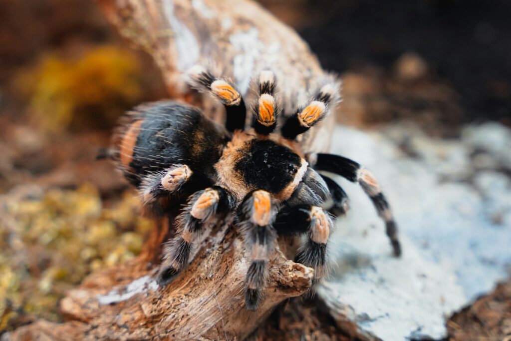 Tarantula mid-molt lying on its back inside a quiet, undisturbed tank