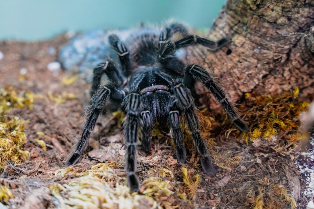 Friendly non-venomous spiders popular with beginner pet owners