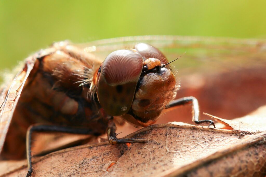 Giant locust consuming massive amounts of crops in a single bite