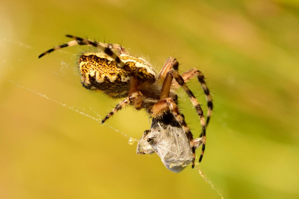 Wolf spider mid-stride in a naturalistic tank environment
