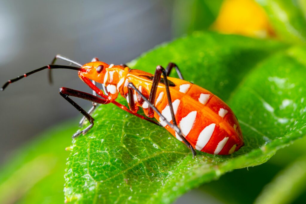 Various beneficial predatory insects used in natural pest control