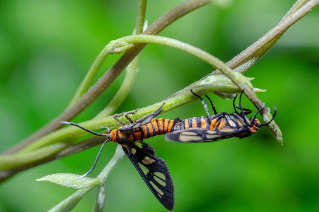 Artistic representation of a male insect offering himself during reproduction