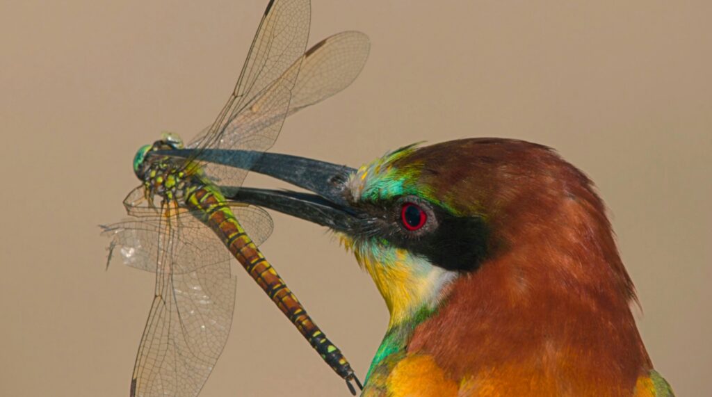 Bird catching and eating a flying insect mid-air