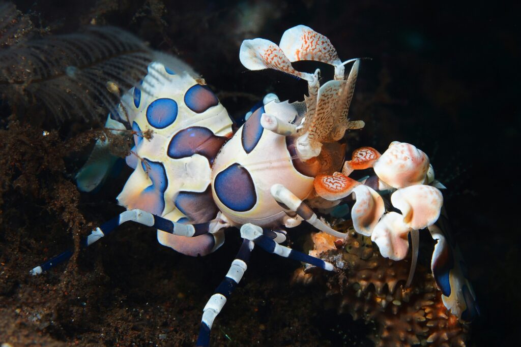 Mantis shrimp carrying eggs and nurturing young in a marine habitat