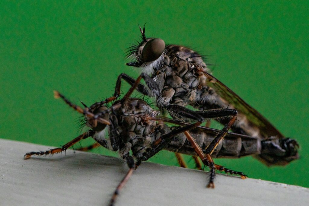 Native insect interacting with a newly introduced invasive predator