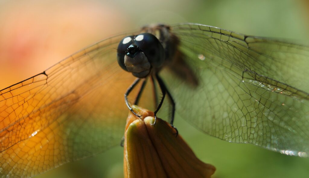 Lacewing interacting with environmental cues showcasing its mysterious sensing abilities