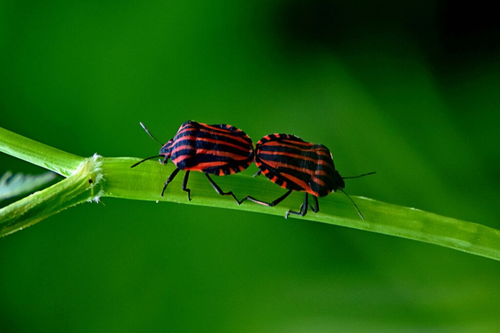 Insects on separated islands of forest in a patchy landscape