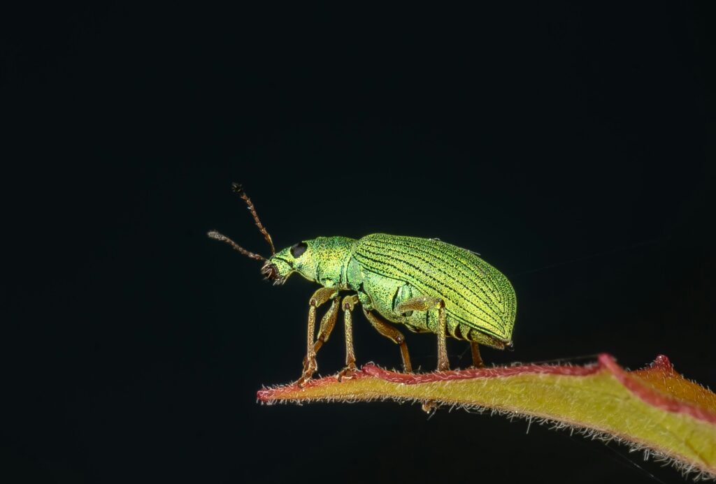 Glow worm beetle larva glowing in the dark to attract prey