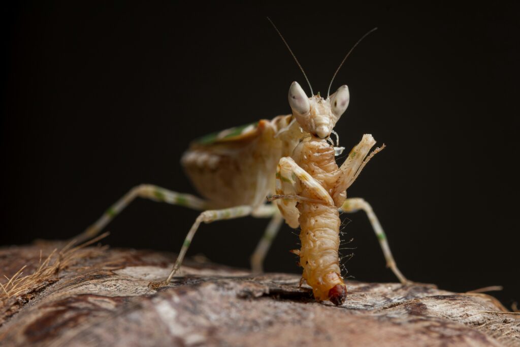 Evolutionary tree showing mimicry adaptations among insects