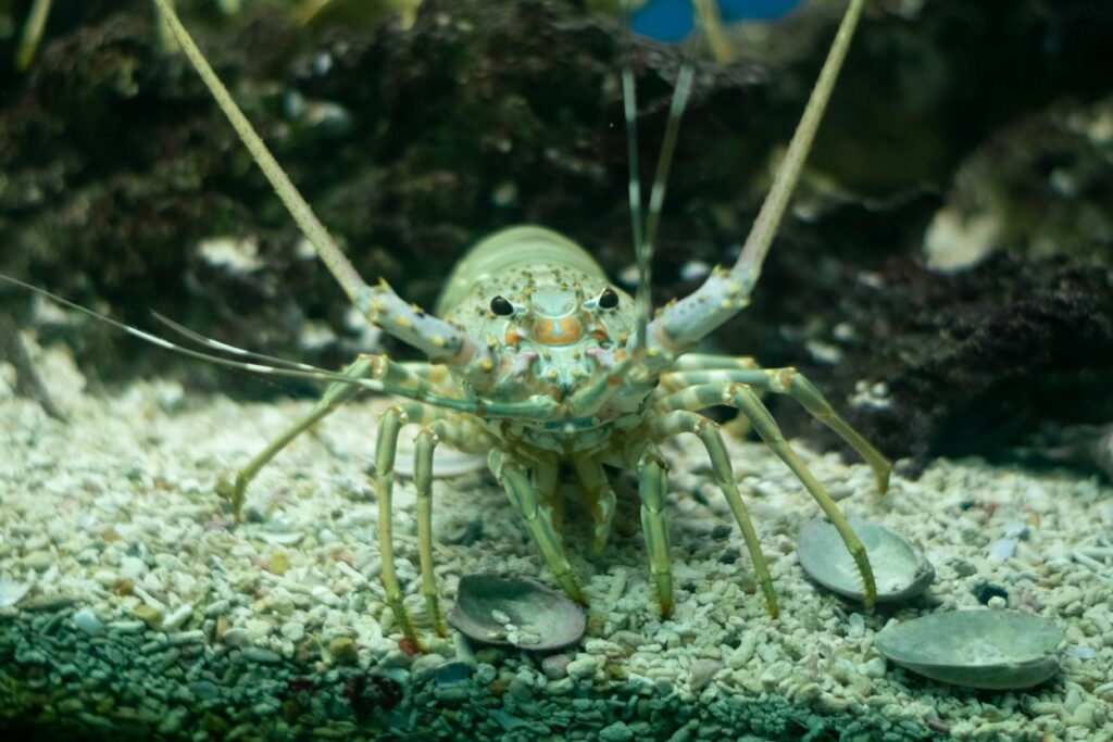 Scientists observing and studying mantis shrimp in a controlled marine biology lab