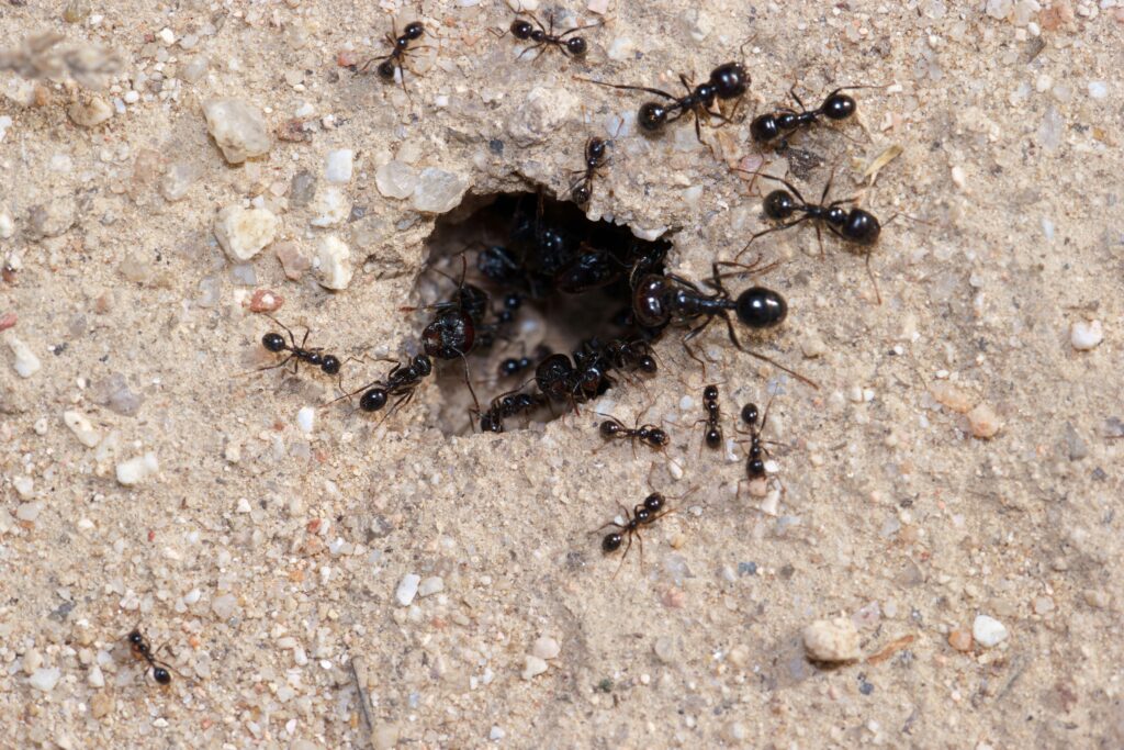 Diagram of an ant colony tunnel system beneath the soil