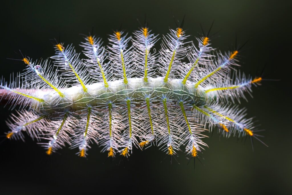 A caterpillar shaped like a twig, blending into a tree branch