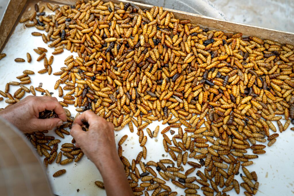 Large-scale vertical insect farm with trays of crickets or mealworms in a controlled facility