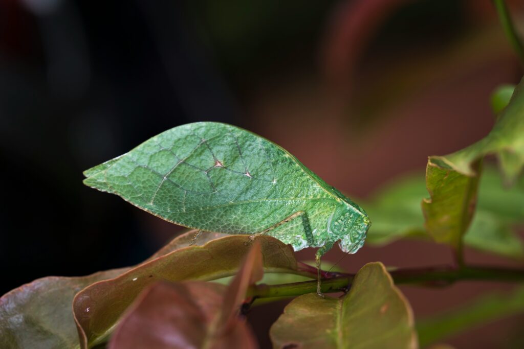 Diagram showing how certain insects mimic plant scent and chemicals