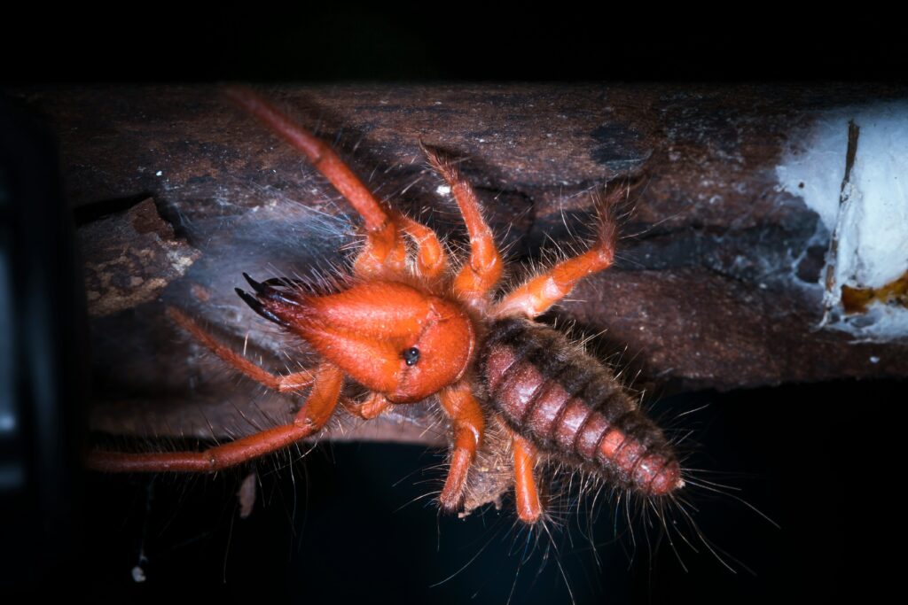 Male redback spider willingly offering himself as food during mating