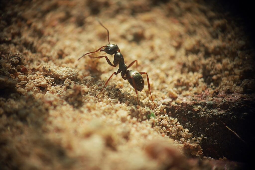 Trap-jaw ant in mid-snap showing rapid mandible strike
