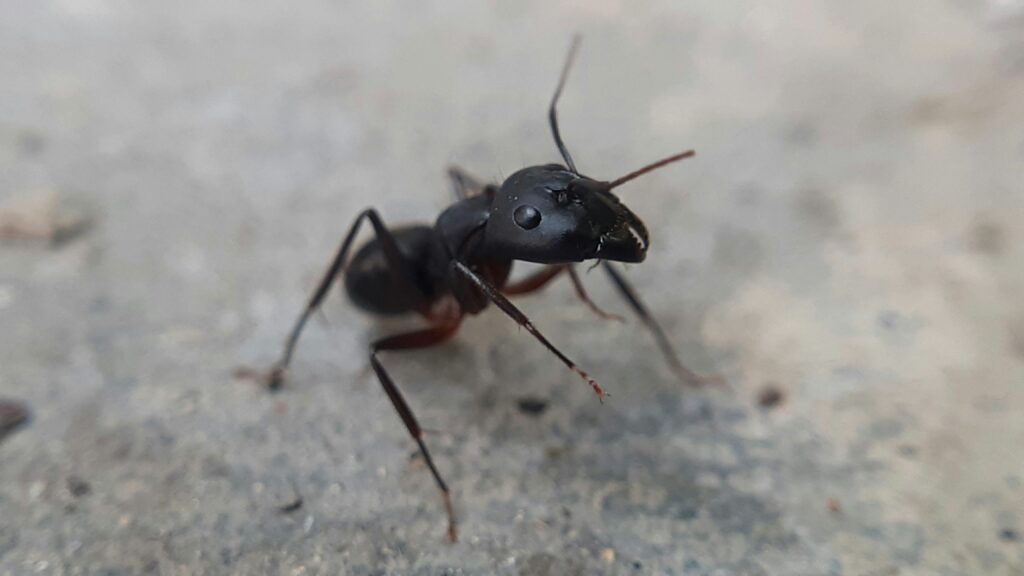 Bullet ant standing on a tree branch, showcasing its large size and dark body