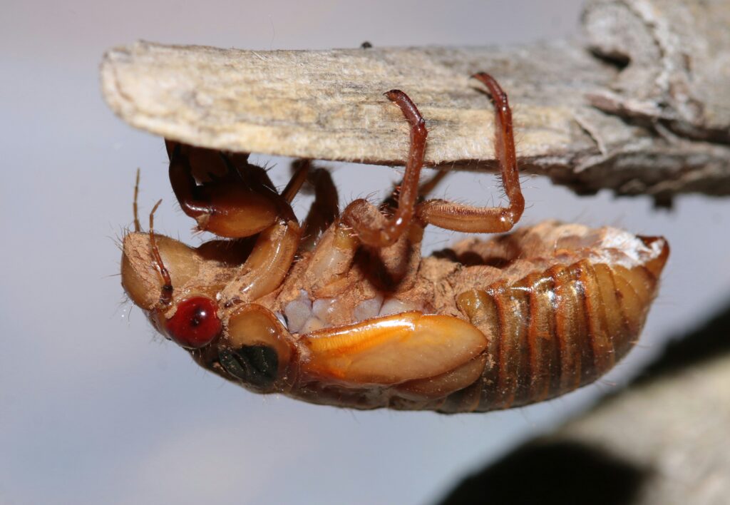 Lifecycle stages of a termite transforming into a queen with swollen abdomen