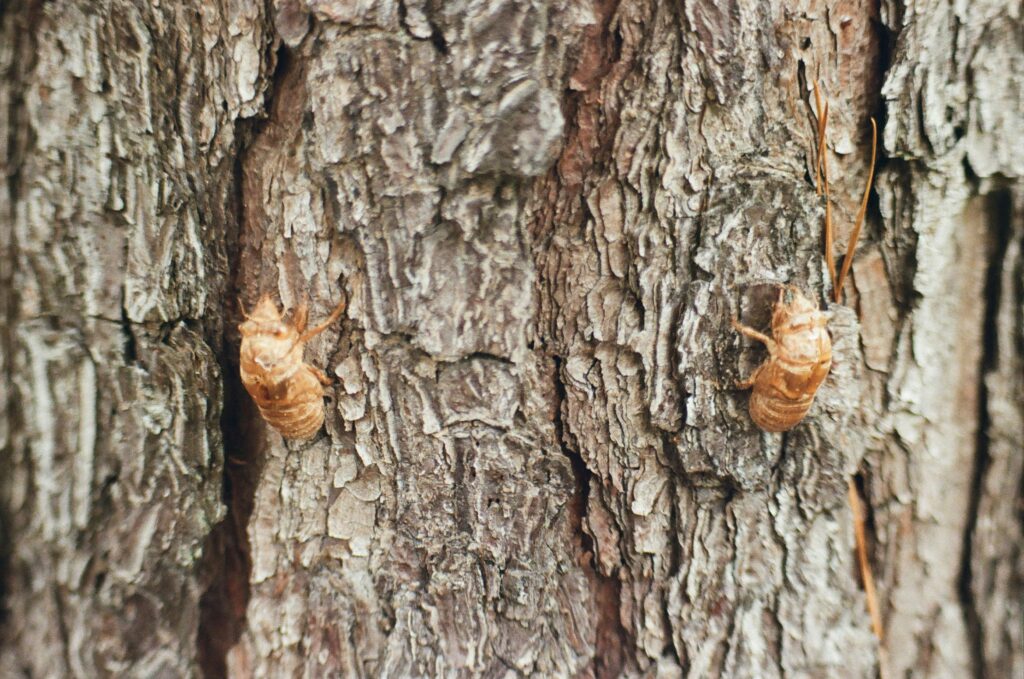 World map highlighting different termite species with varied queen lifespans