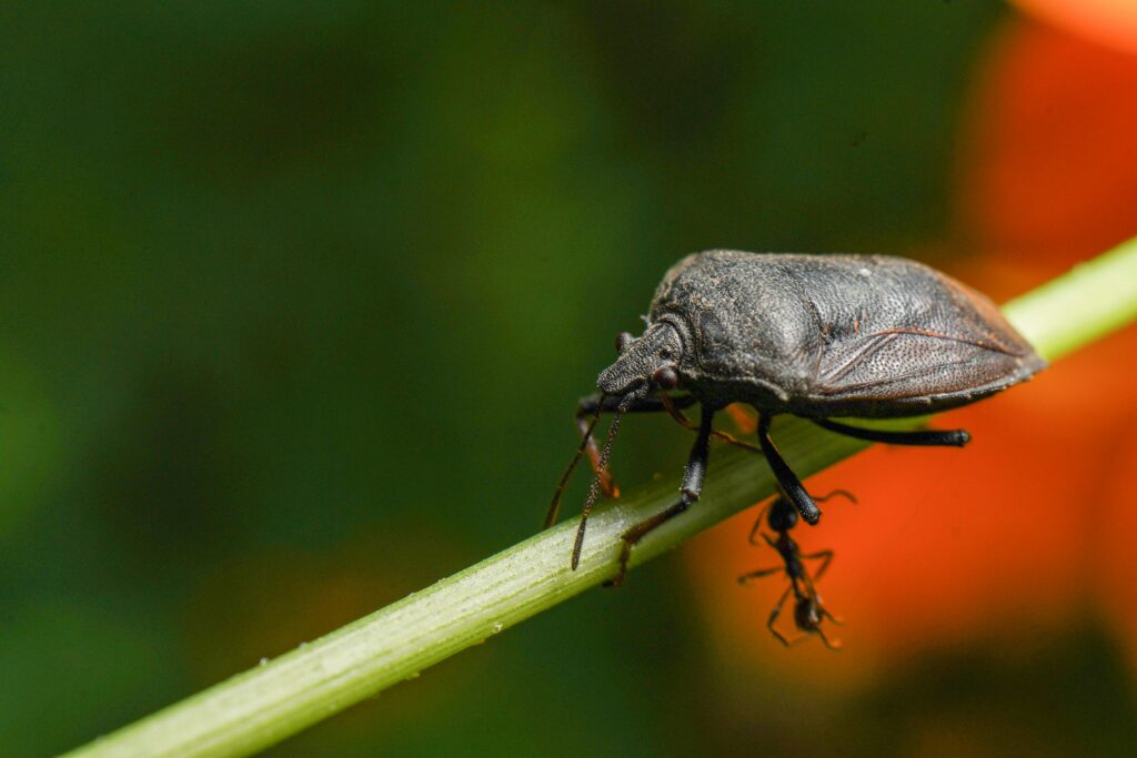 Bombardier beetle releasing a chemical spray as a defense mechanism