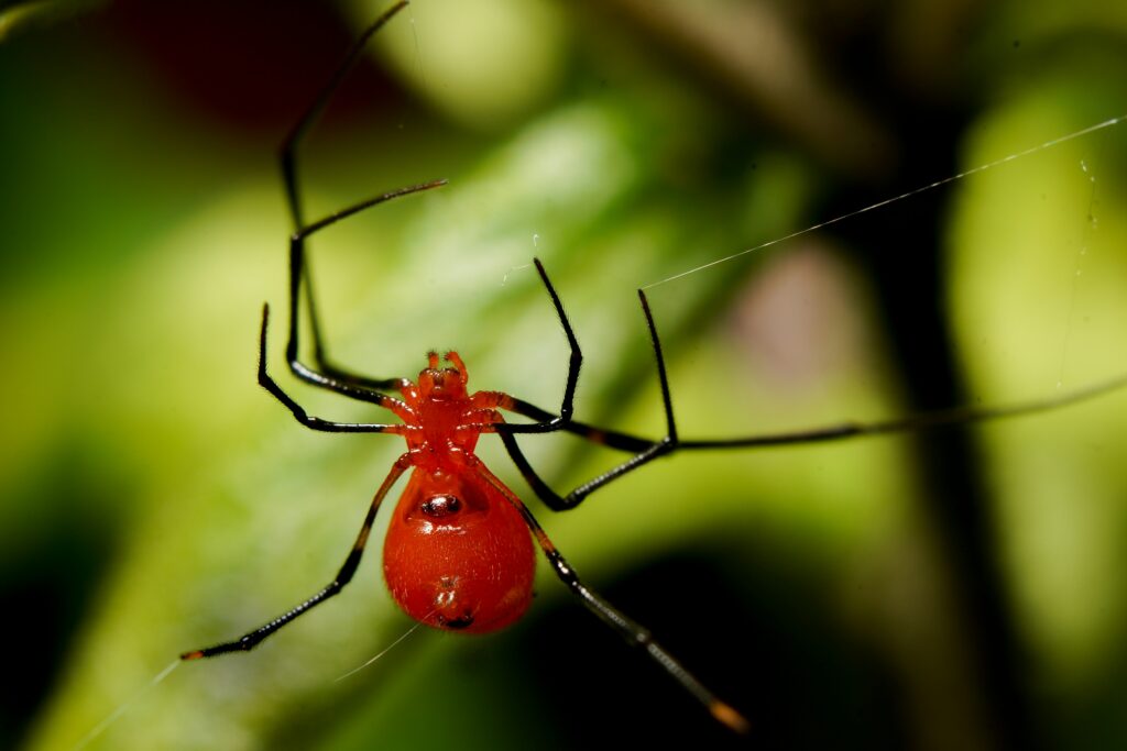 Red-bodied woodlouse spider with large fangs on bark or under stone