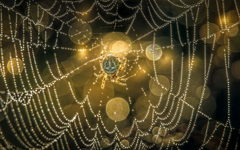 Golden silk orb-weaver suspended on a web that glows in sunlight