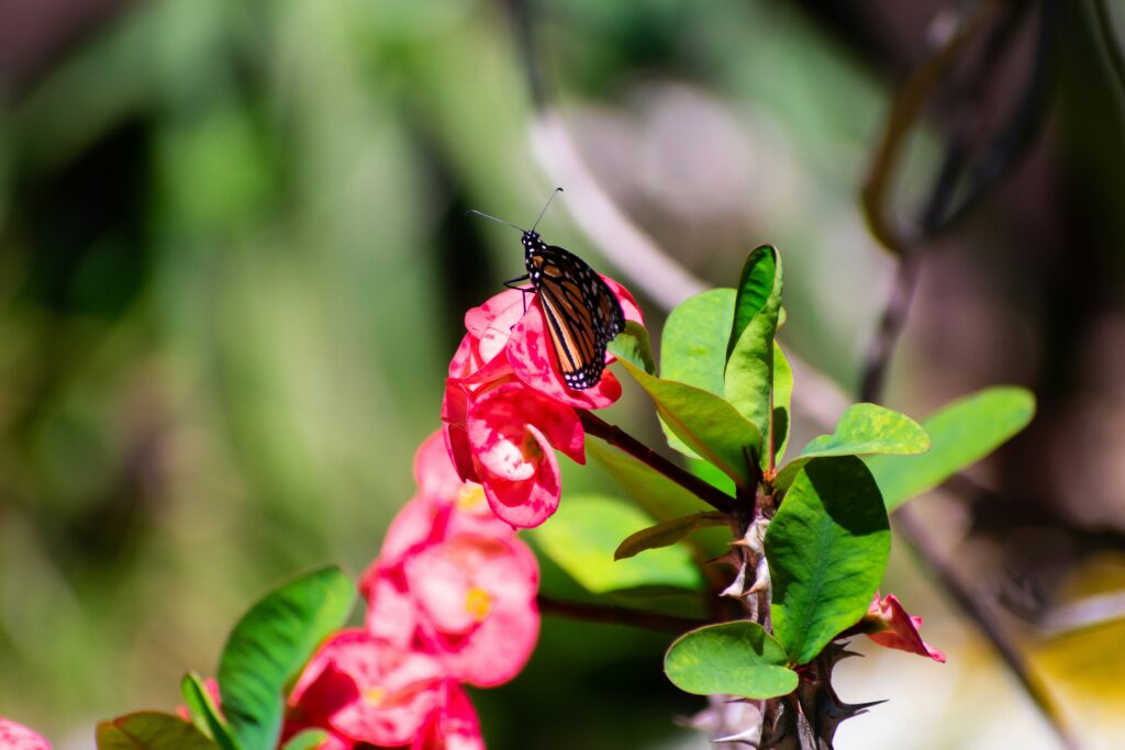 Orchid mantis waiting motionless for prey on a flower