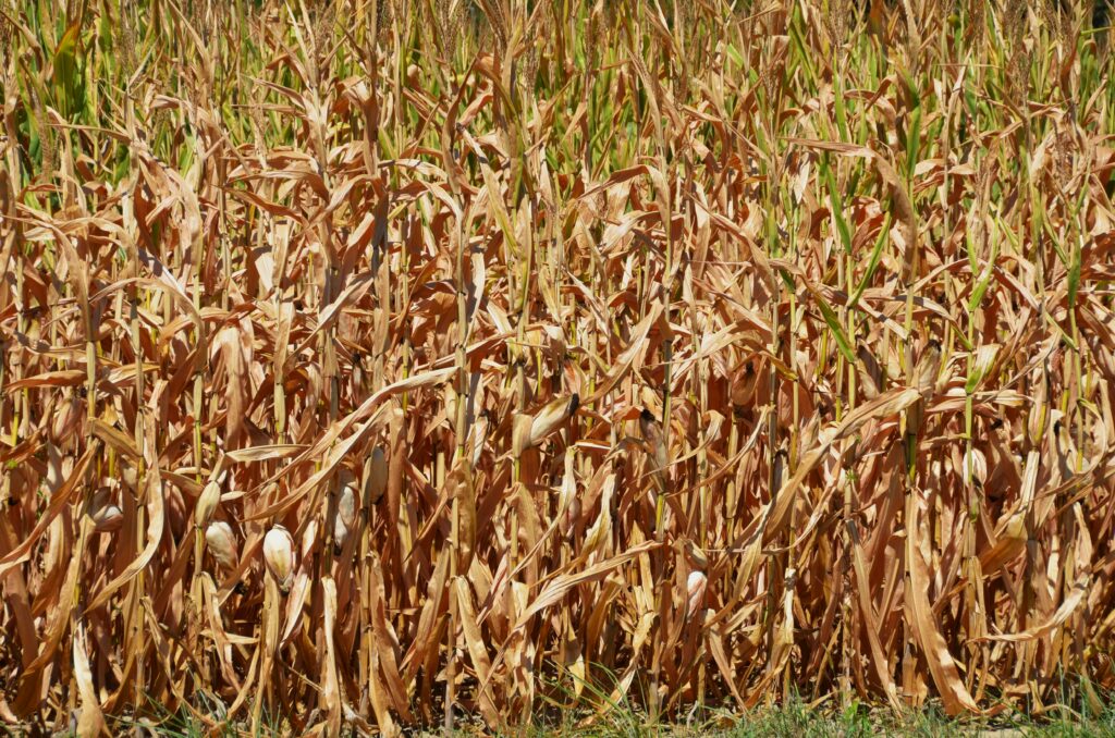 Damaged crops and infested wooden pallets representing financial loss