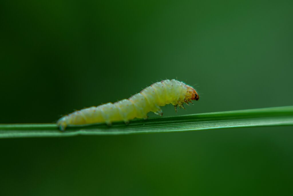 Image capturing a larva just beginning to transform inside its cocoon