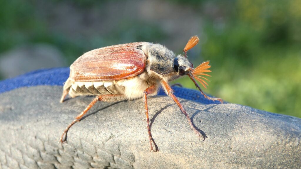 A giant weta insect perched on a human hand showing its massive size