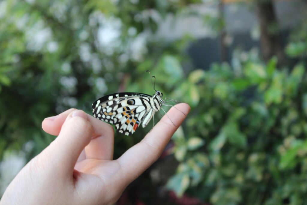 A person tagging or recording data on a monarch butterfly in a natural setting