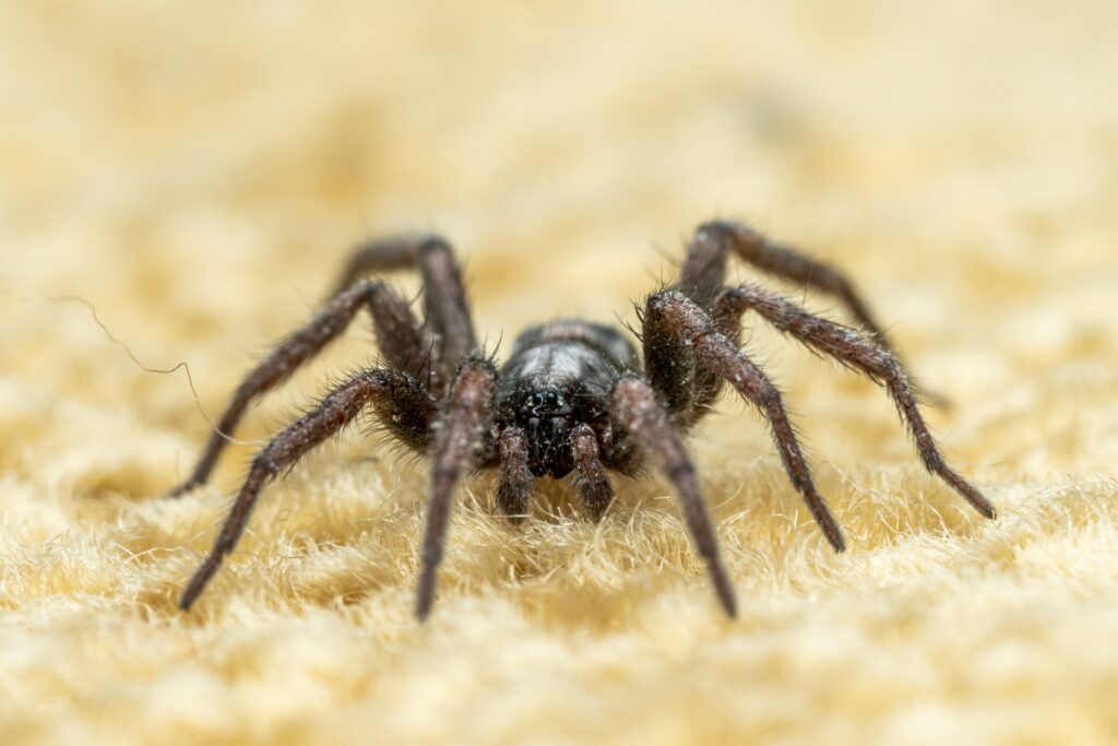 Peaceful house spider hiding in a corner, not posing a threat
