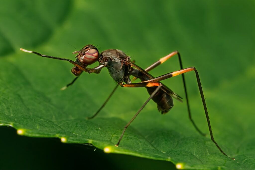 Illustration showing how extreme sting pain deters predators from ants