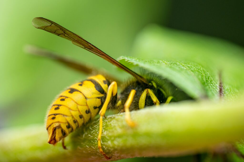 Side-by-side comparison of helpful and harmful insects on a plant