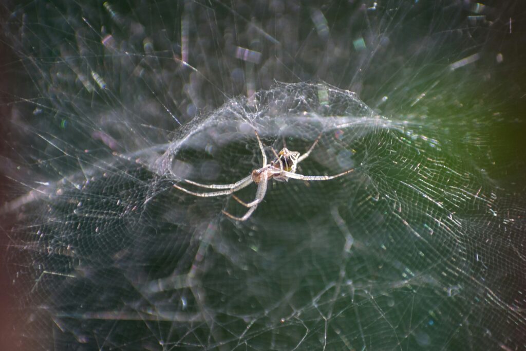 Spider sensing prey vibrations through its web