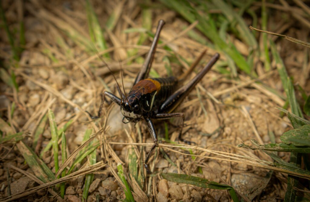Centipede or ground beetle preying on another insect in the soil