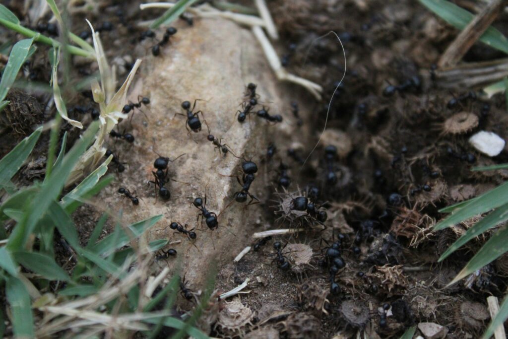 Illustration showing insects breaking down matter to enrich soil