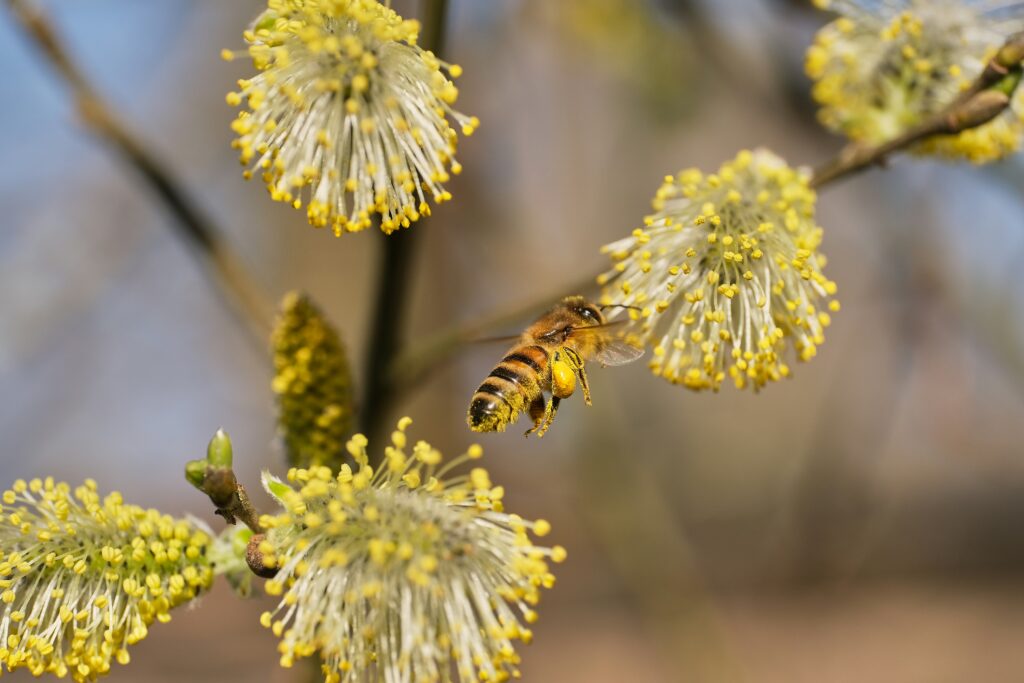 Honeybee navigating using Earth's magnetic field.