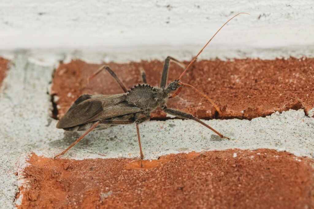 Assassin bug carrying dead insects on its back as a disguise