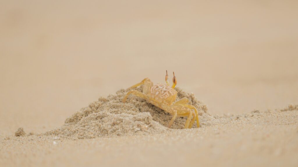 Antlion larva at bottom of a sandy pit trap capturing its prey