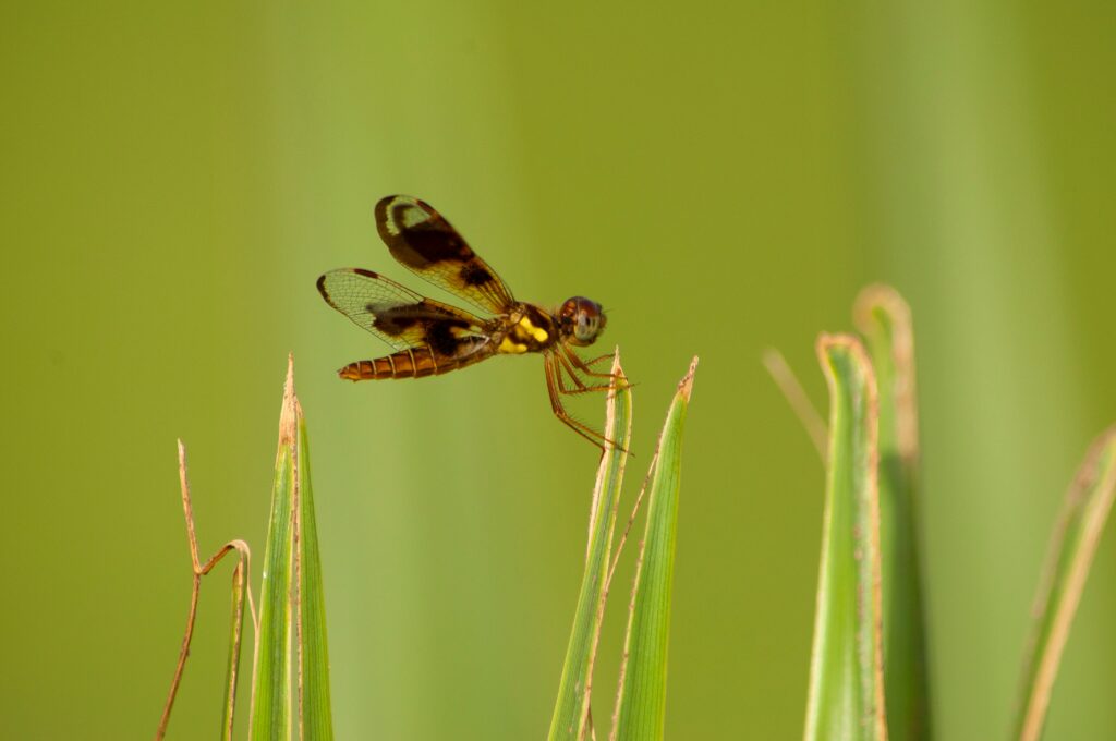 Concept art of a robot modeled on a froghopper’s jumping mechanism
