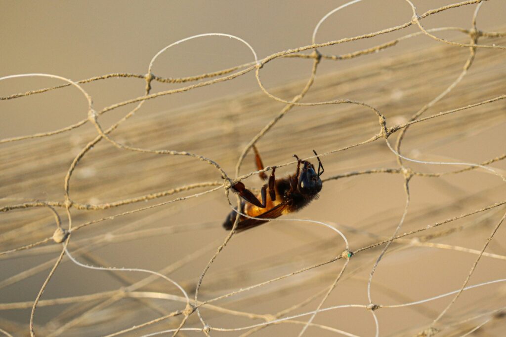 Entomologist using a sweep net and collecting jars to gather insects
