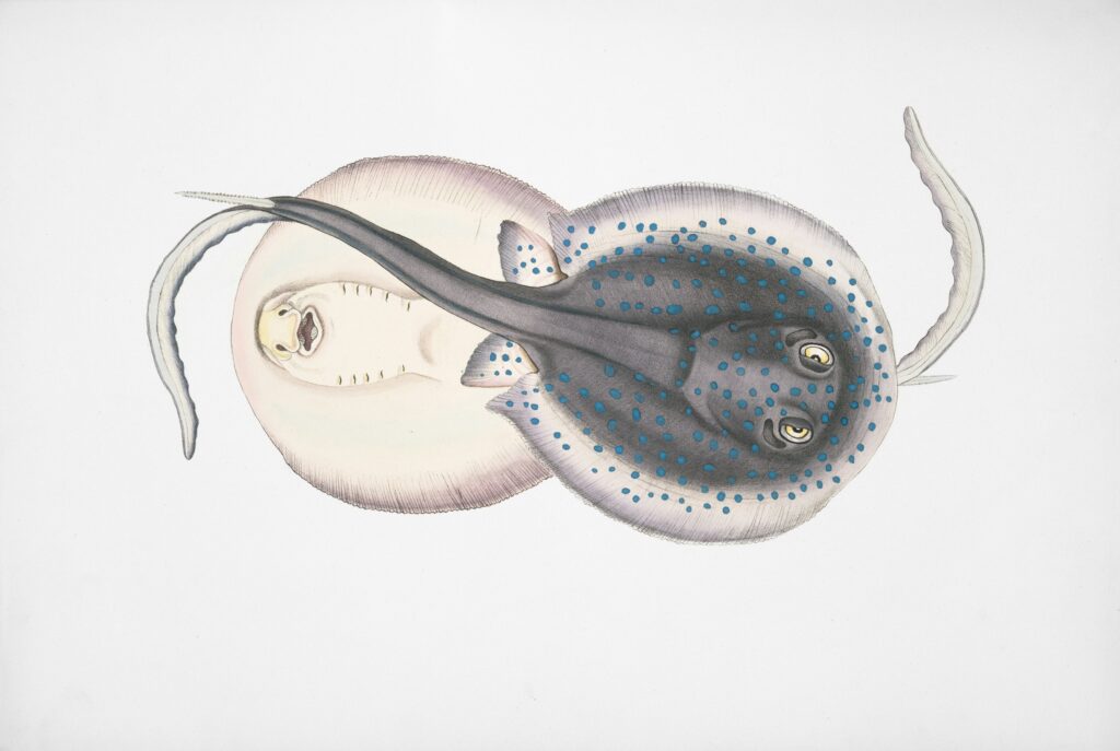 Illustration showing adult insect body forming inside pupa during histogenesis