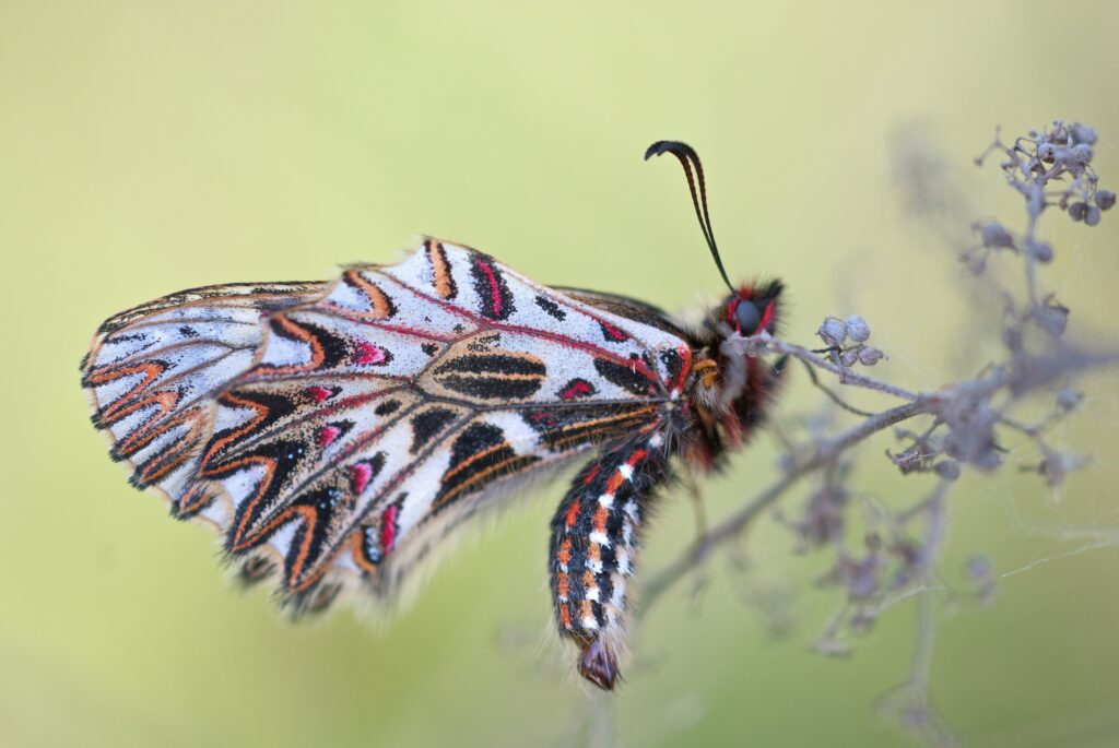Comparison of different insect wings like beetle, moth, and wasp wings