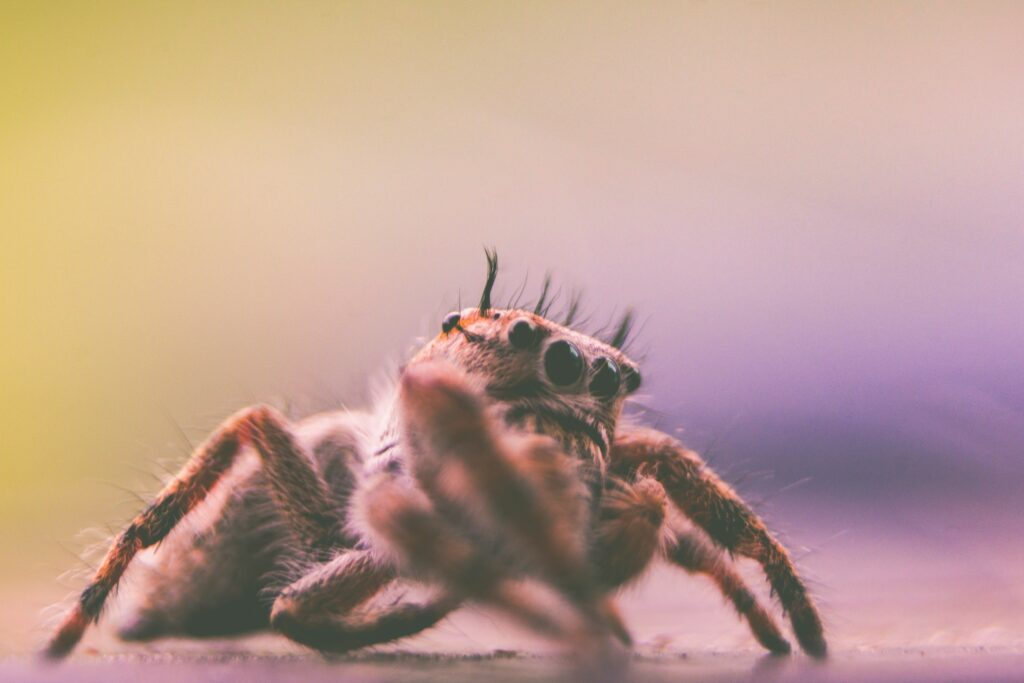 Infographic showing how spiders conserve energy by hiding and waiting for prey