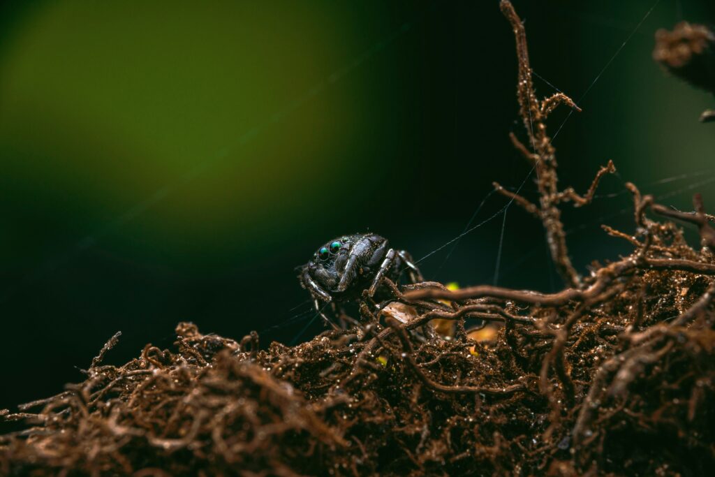 Dying insects in polluted or disturbed soil environment