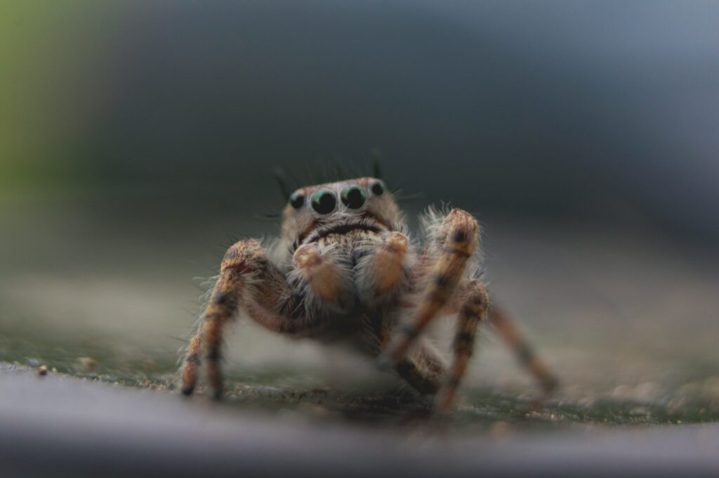 A close-up of a curious jumping spider looking directly at the camera